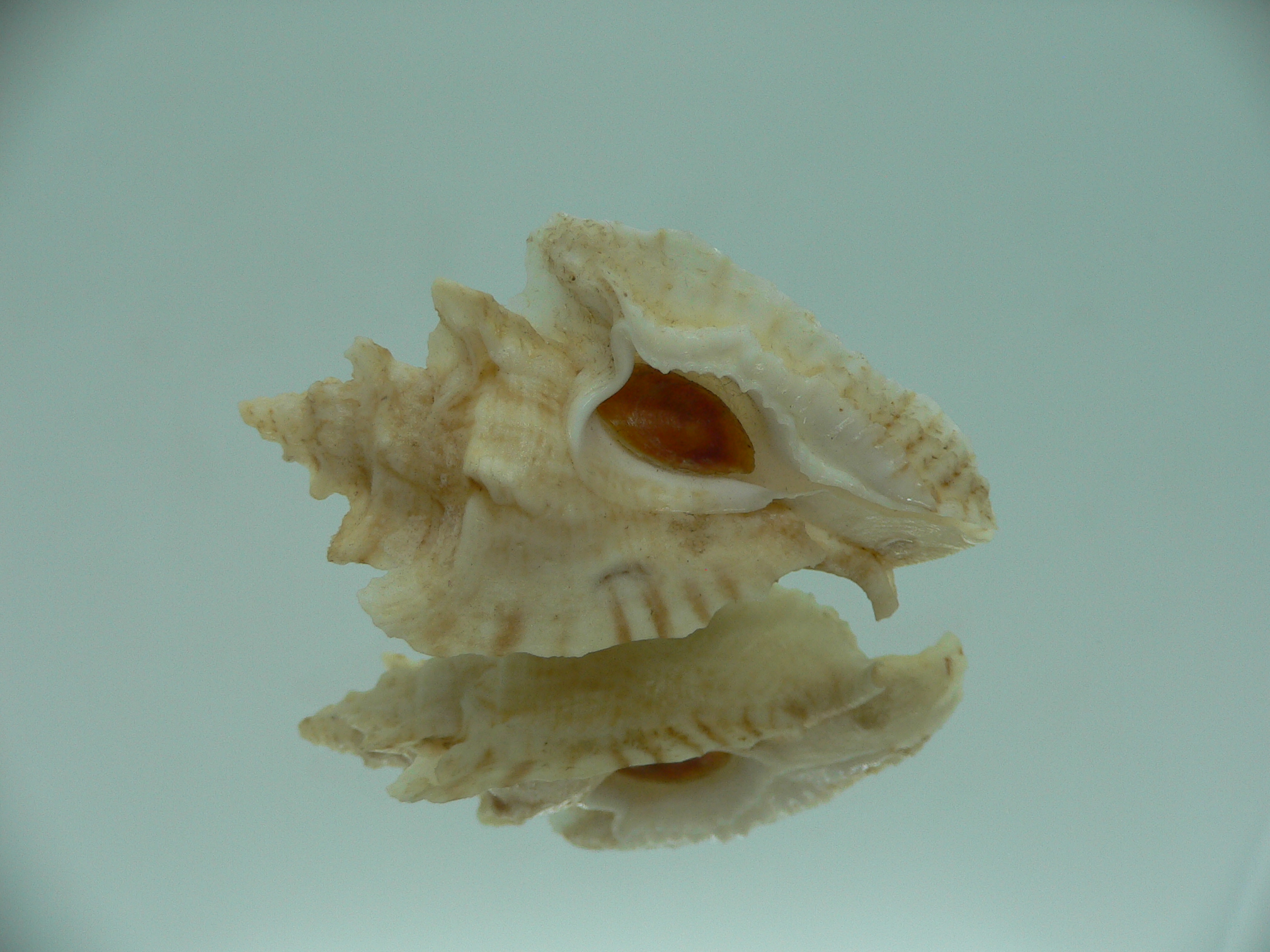 Pterochelus triformis BEIGE