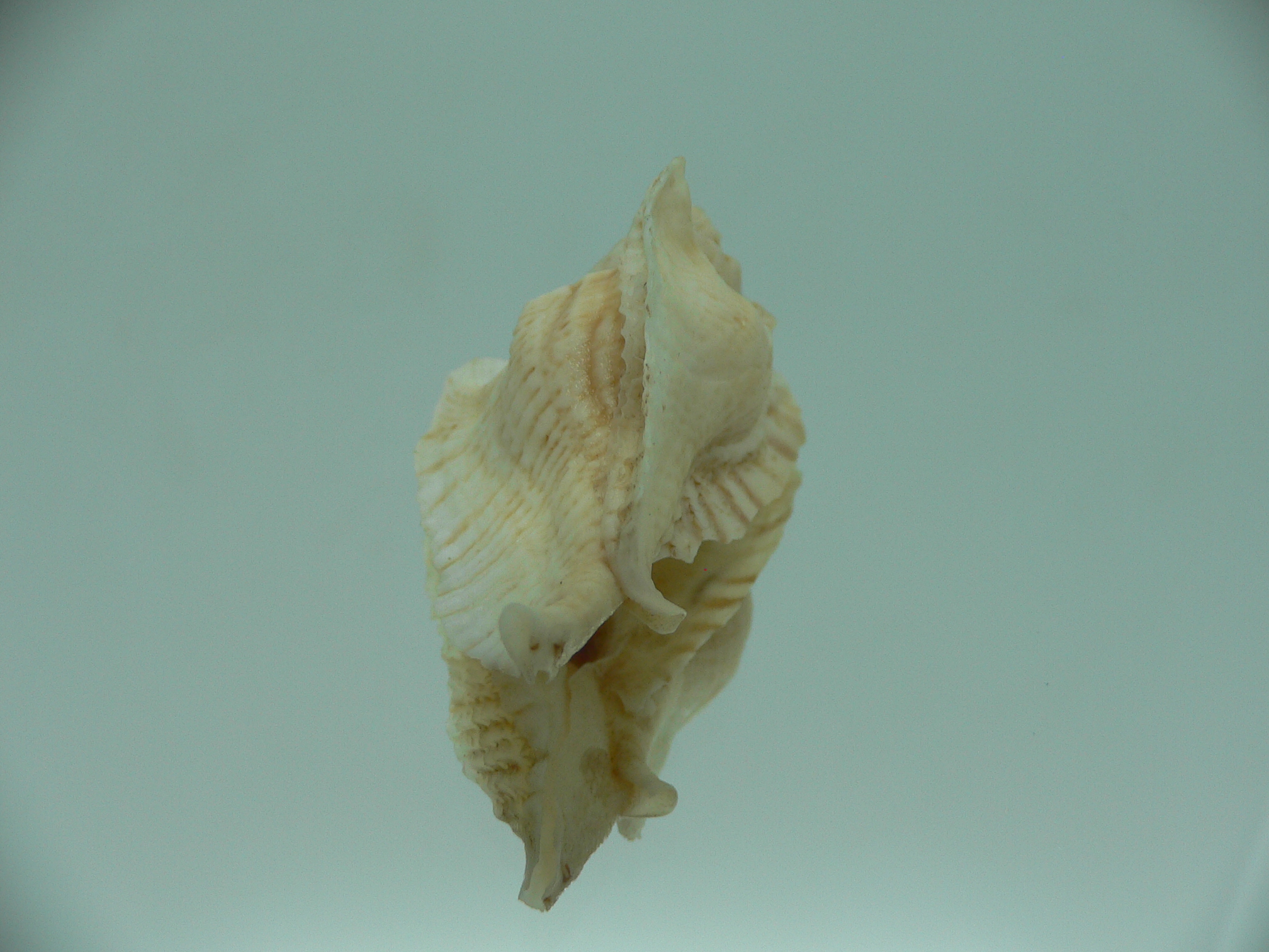 Pterochelus triformis BEIGE