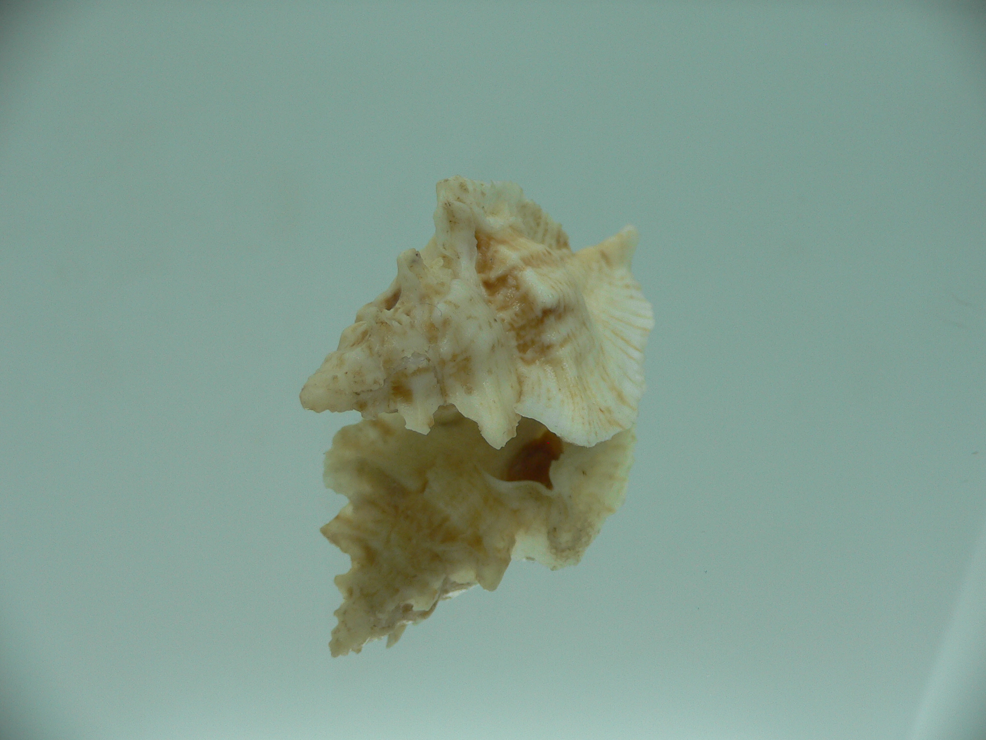 Pterochelus triformis BEIGE