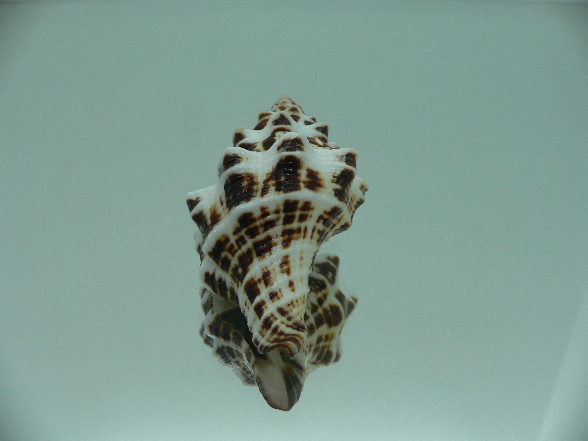 Latirus marrowi IDEAL