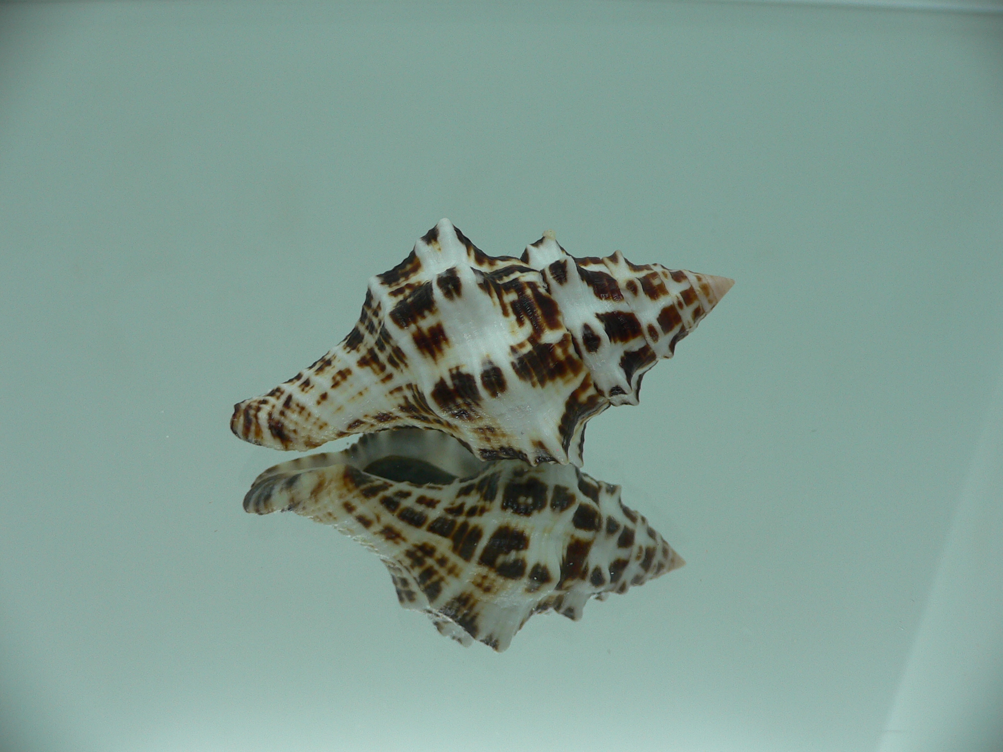 Latirus marrowi IDEAL