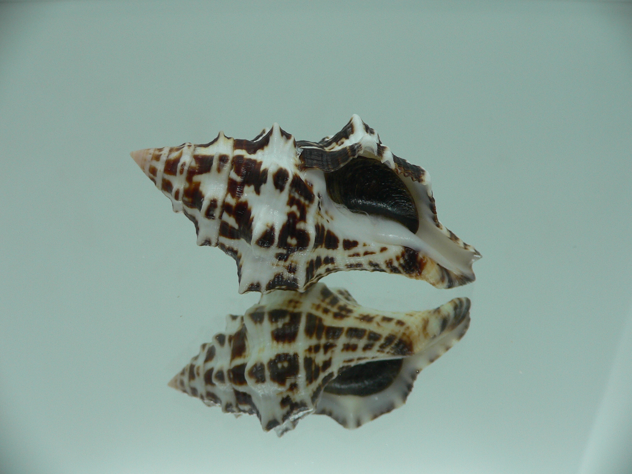 Latirus marrowi IDEAL