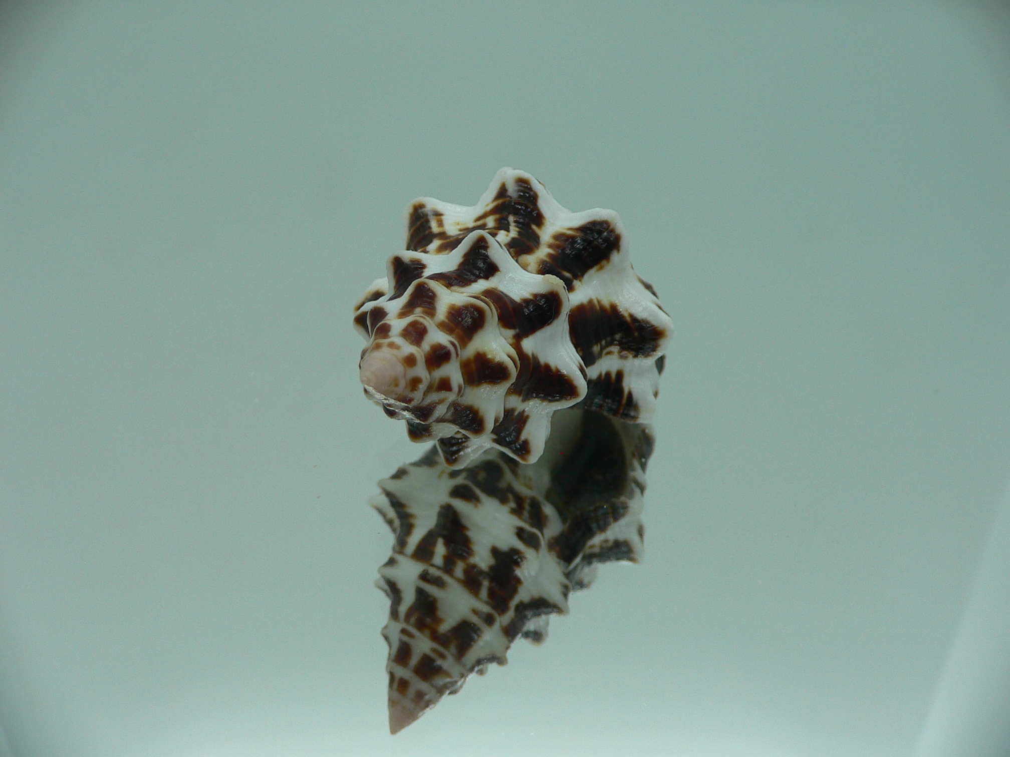 Latirus marrowi IDEAL