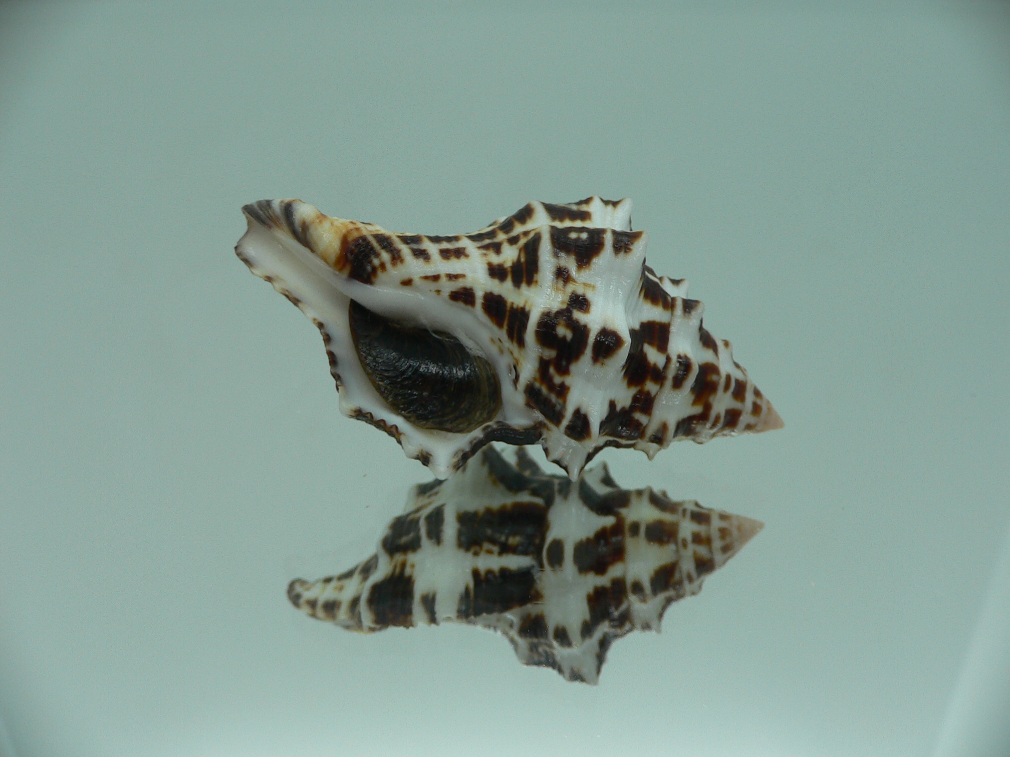 Latirus marrowi IDEAL