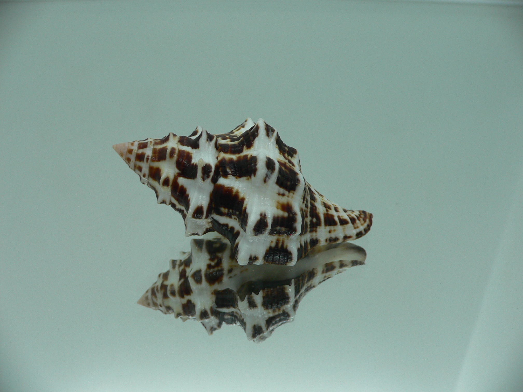 Latirus marrowi IDEAL