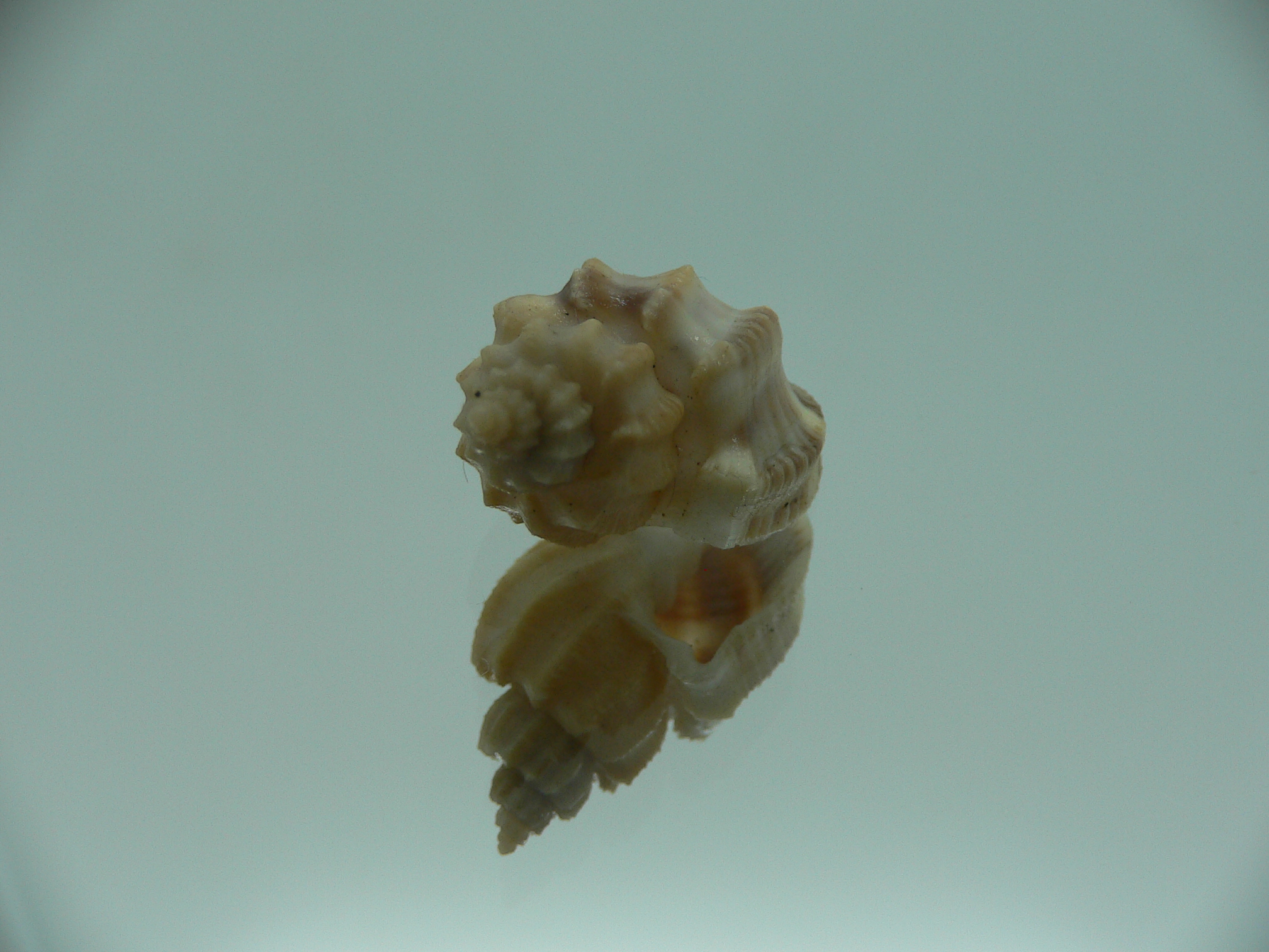 Scalptia scalariformis SUPER & WIDE