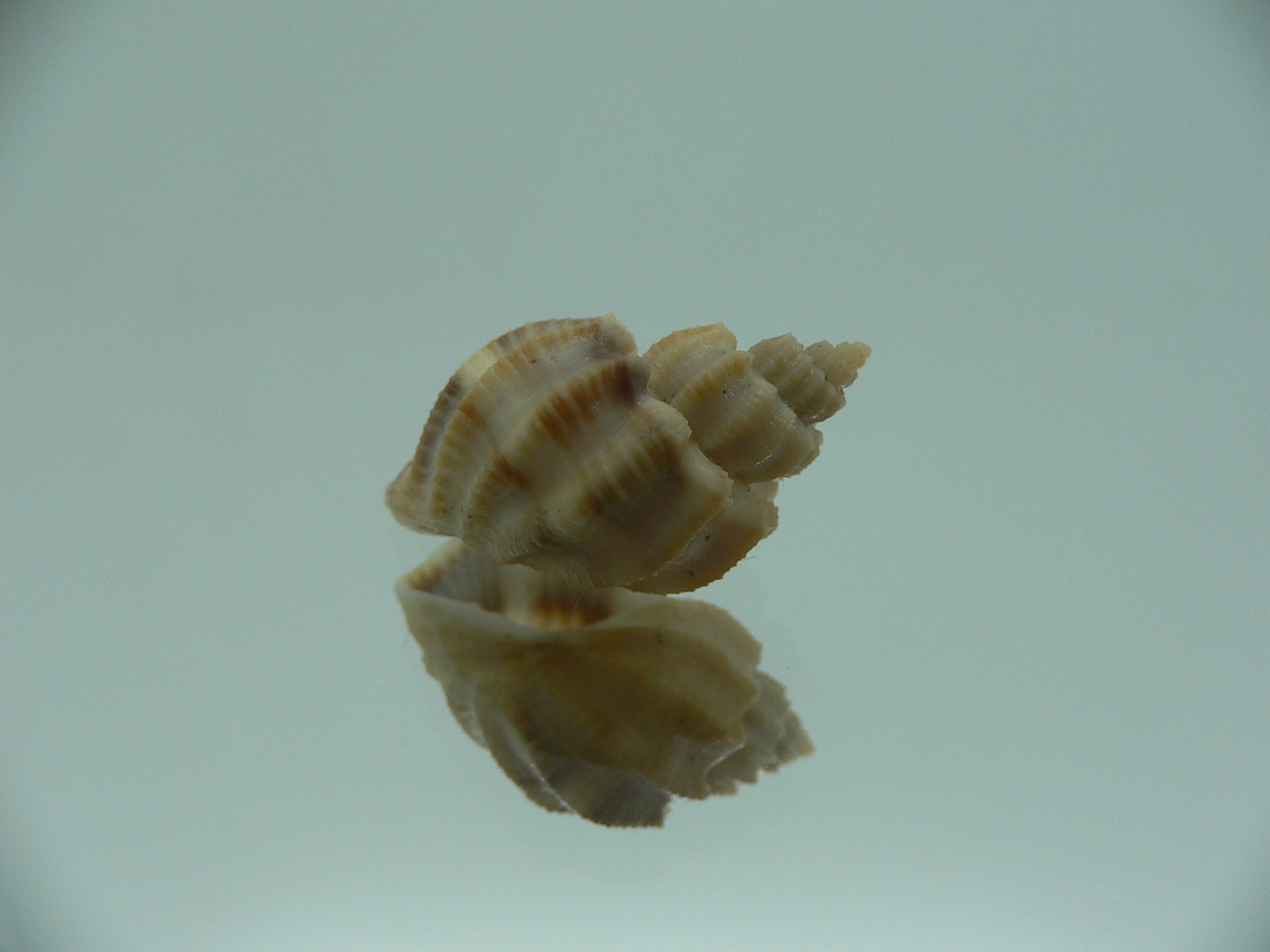 Scalptia scalariformis SUPER & WIDE