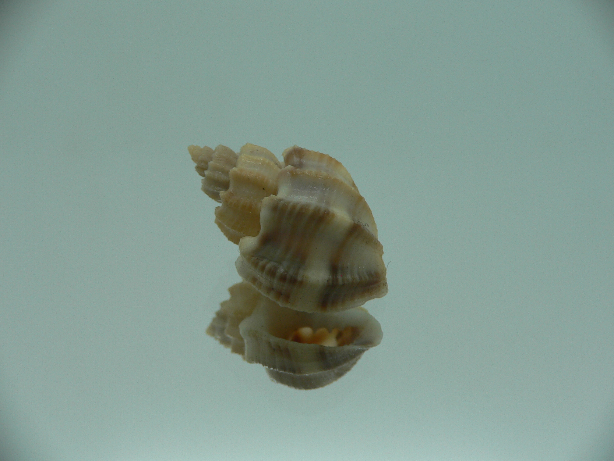 Scalptia scalariformis SUPER & WIDE