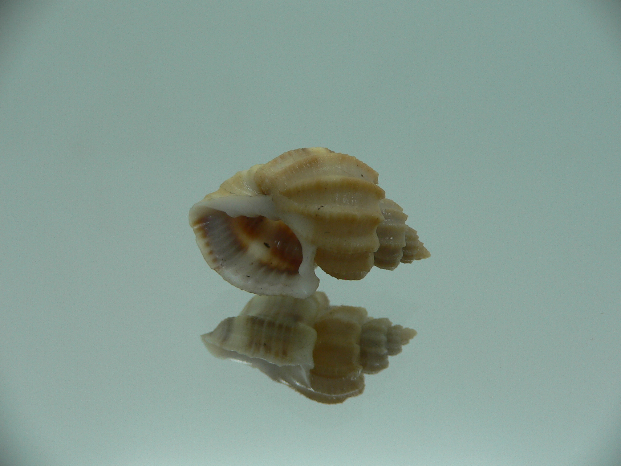 Scalptia scalariformis SUPER & WIDE