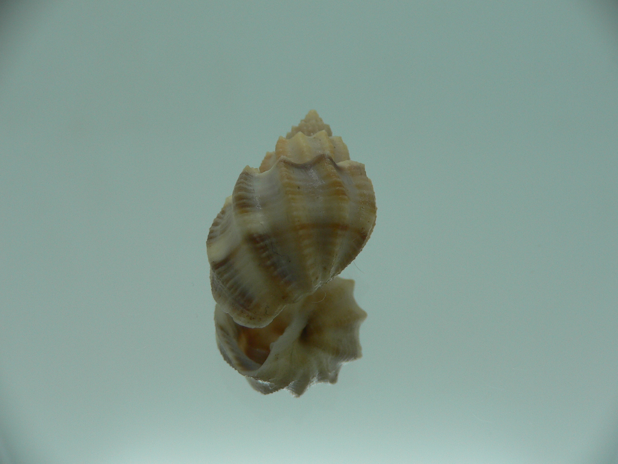 Scalptia scalariformis SUPER & WIDE