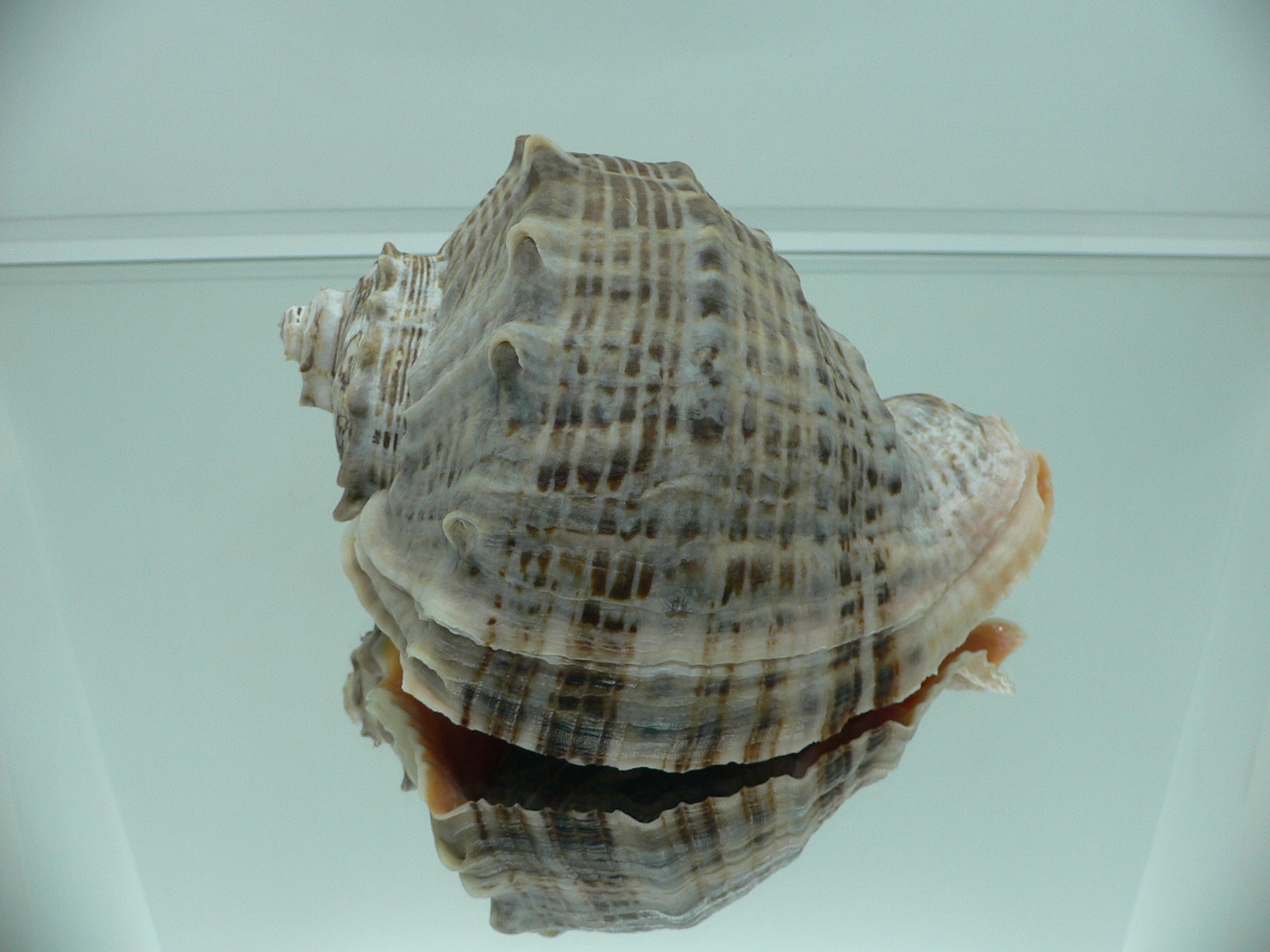 Rapana venosa DARK