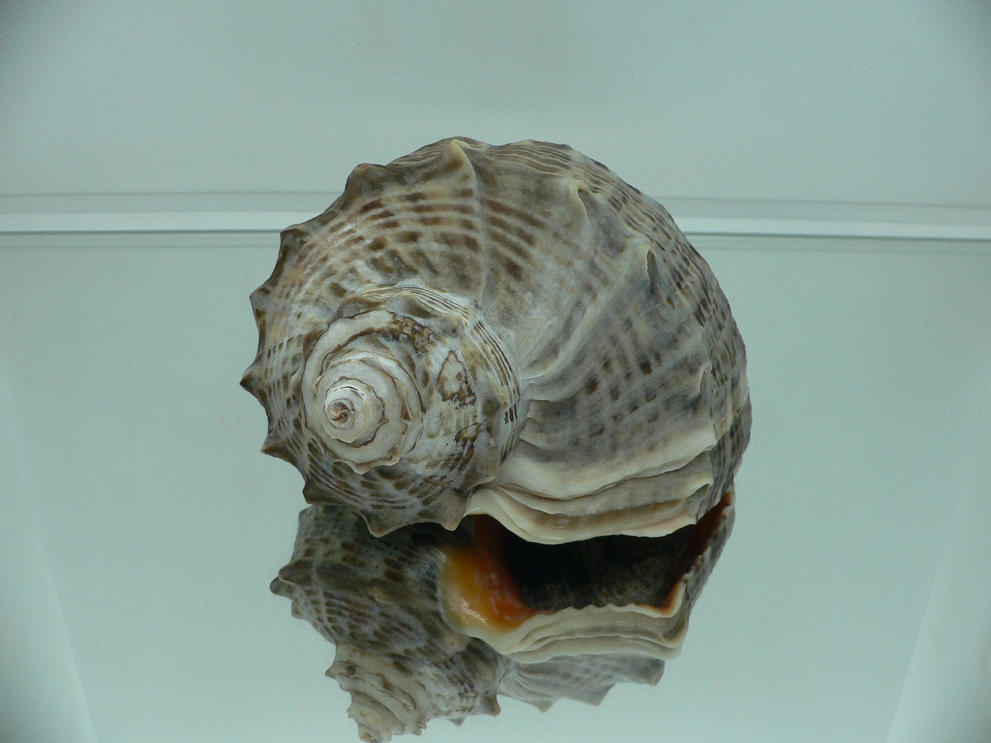 Rapana venosa DARK