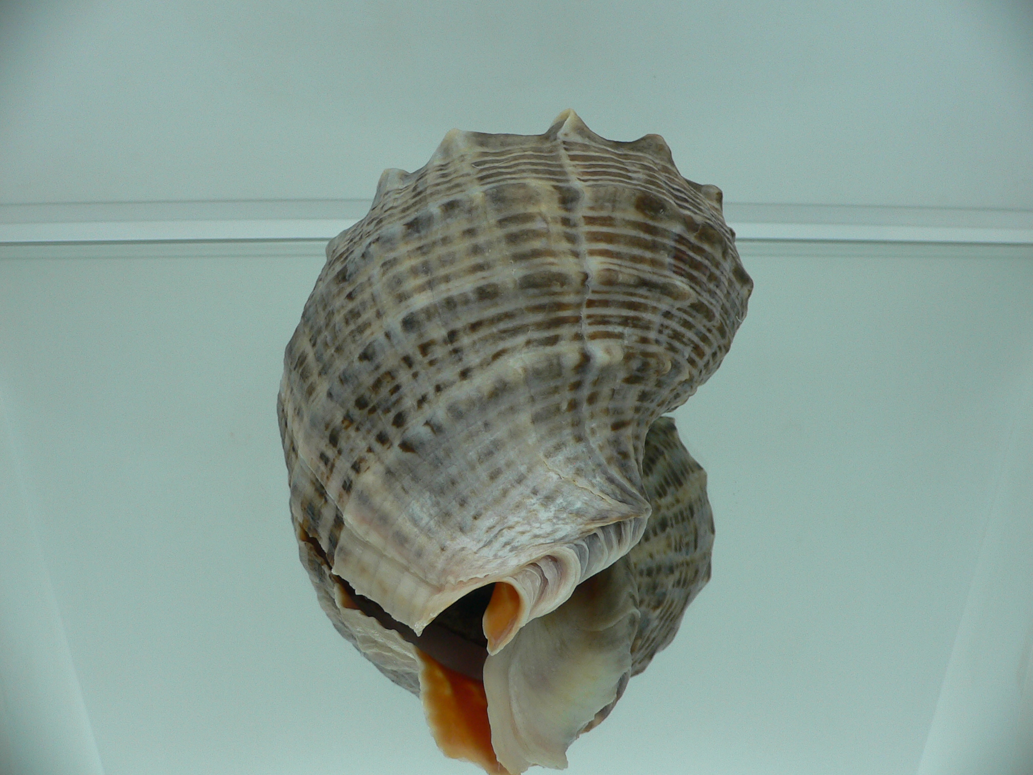 Rapana venosa DARK