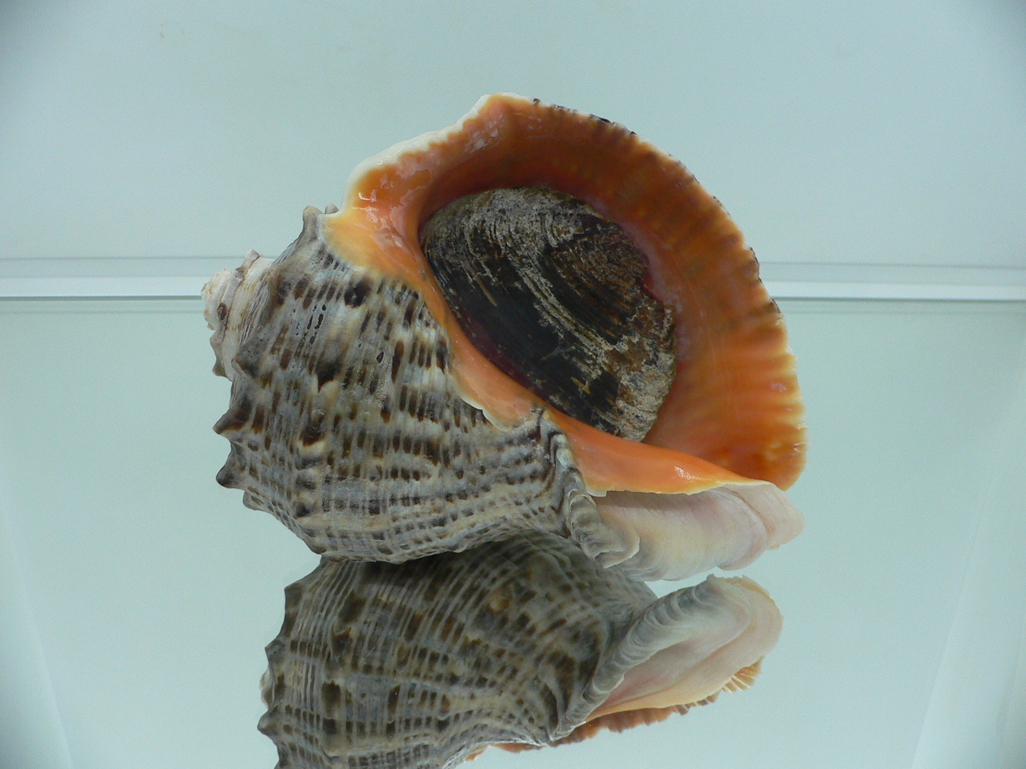 Rapana venosa DARK
