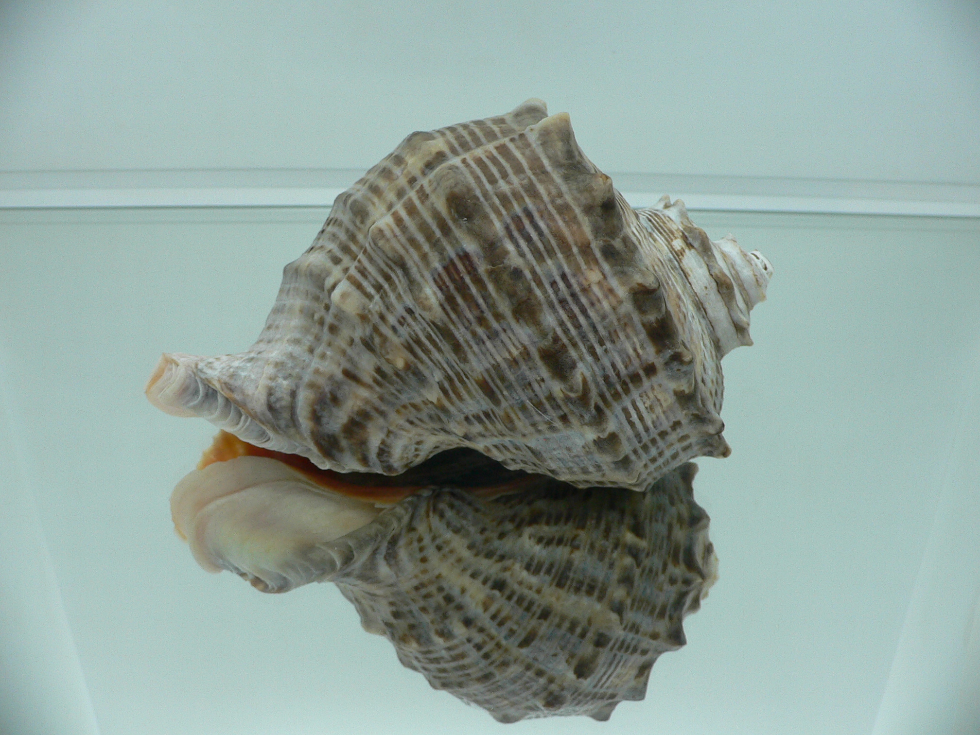 Rapana venosa DARK