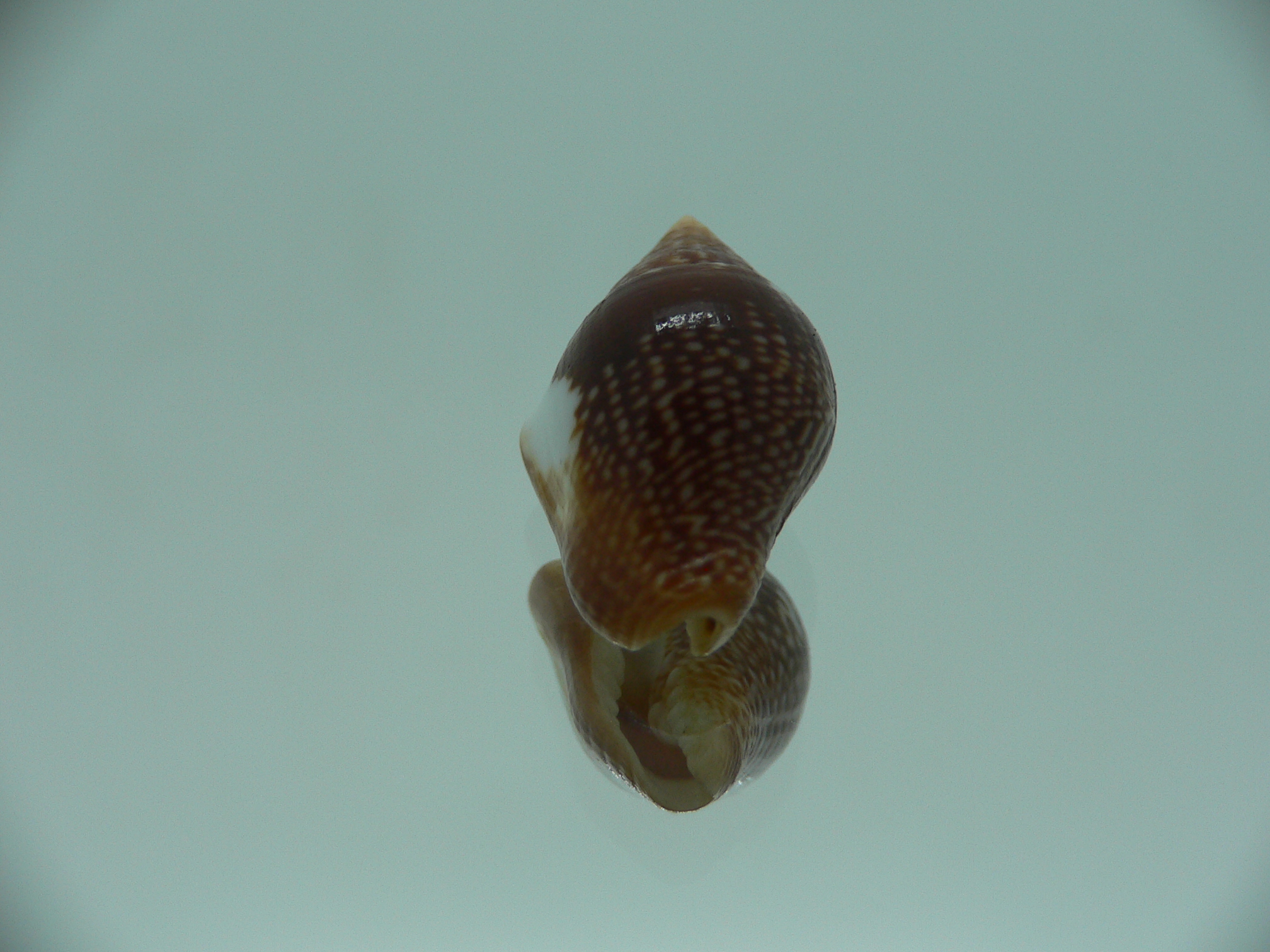 Columbella major COLOR