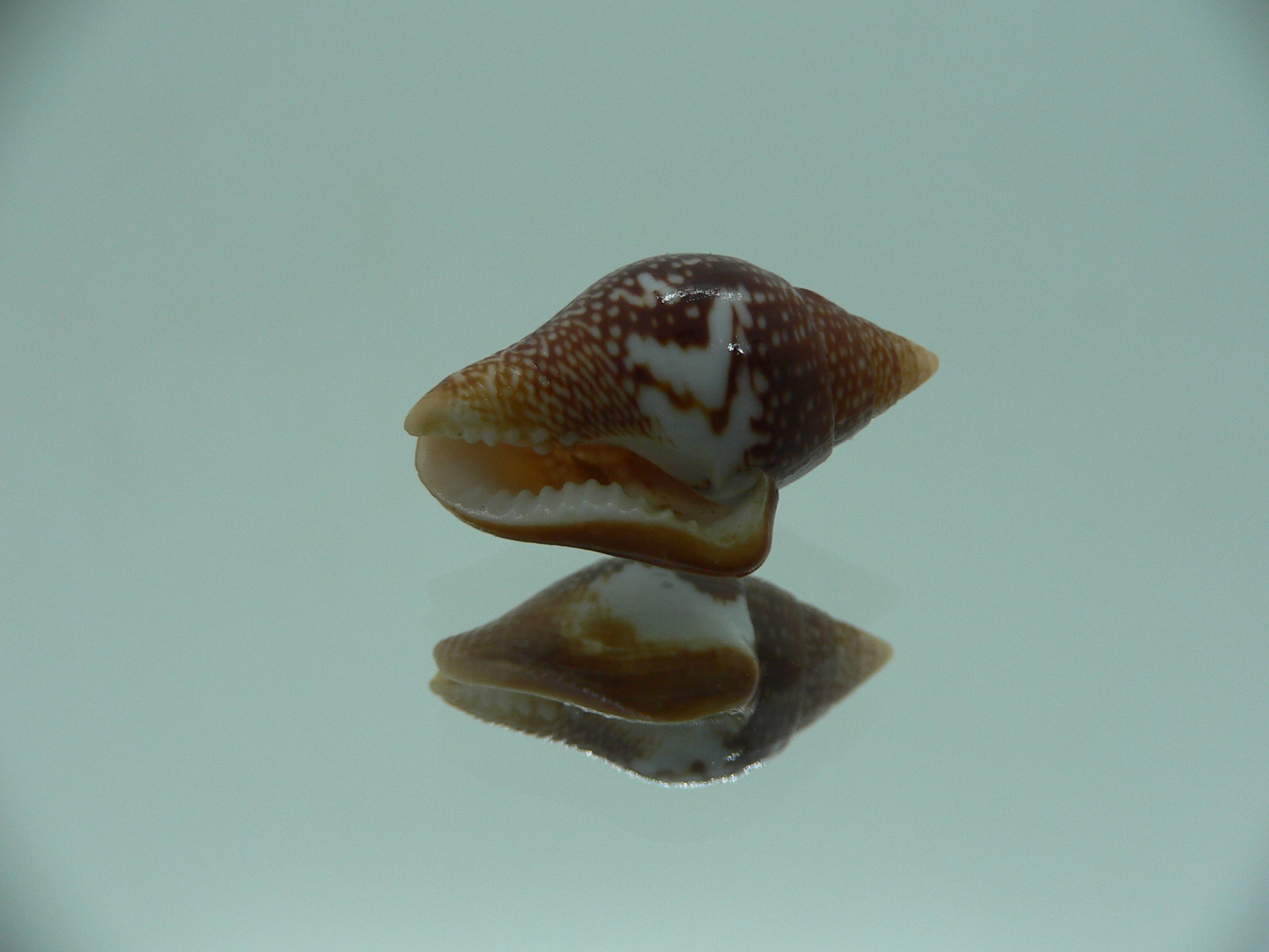 Columbella major COLOR