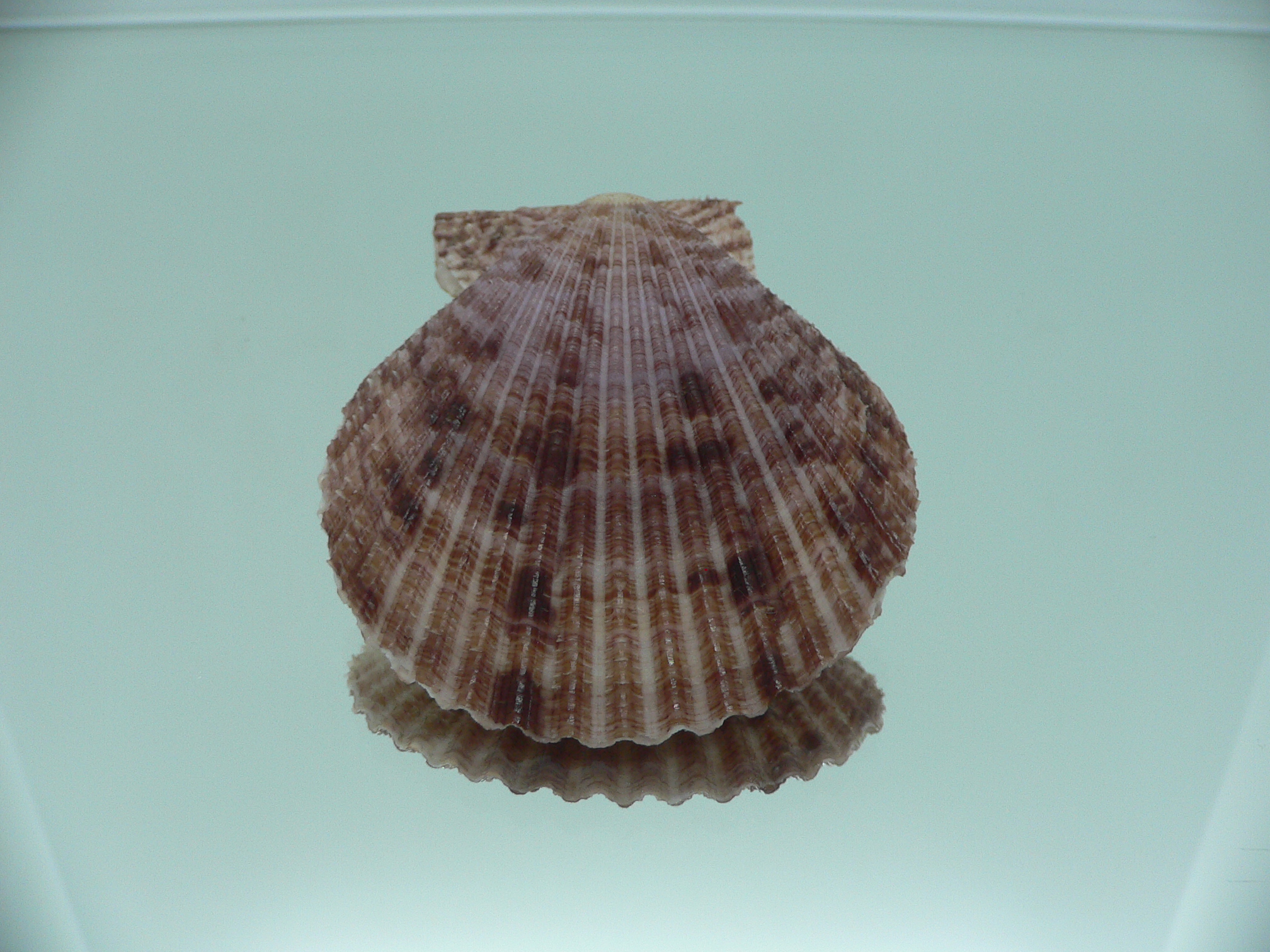 Mimachlamys crassicostata SUPER VIOLET