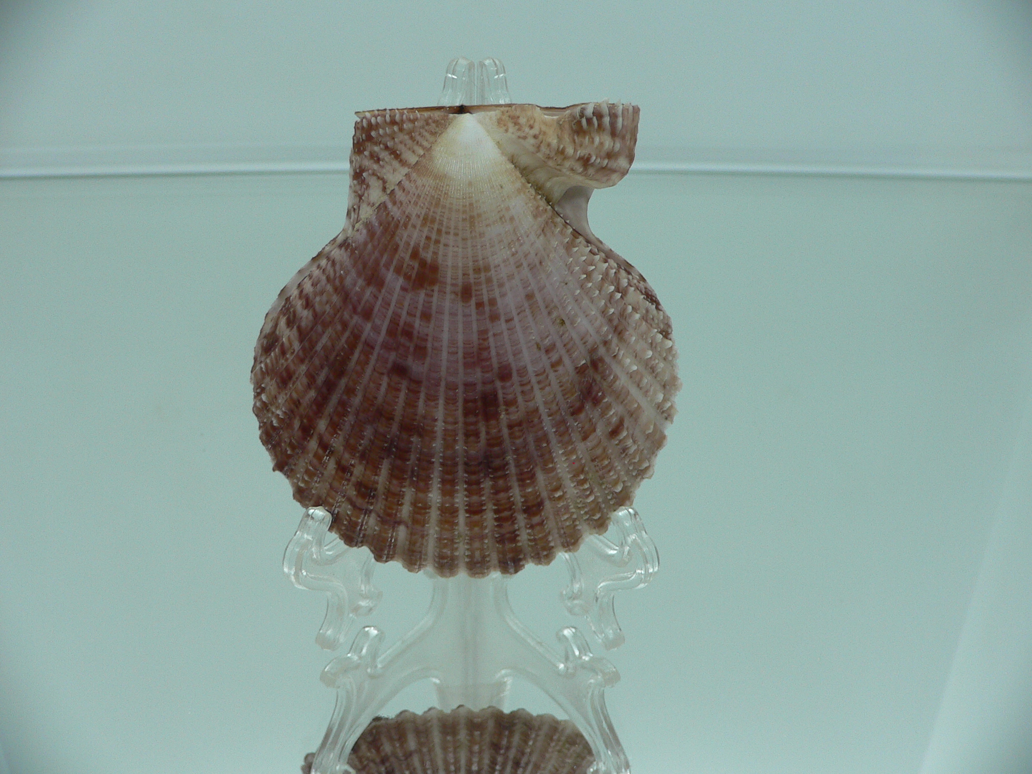 Mimachlamys crassicostata SUPER VIOLET