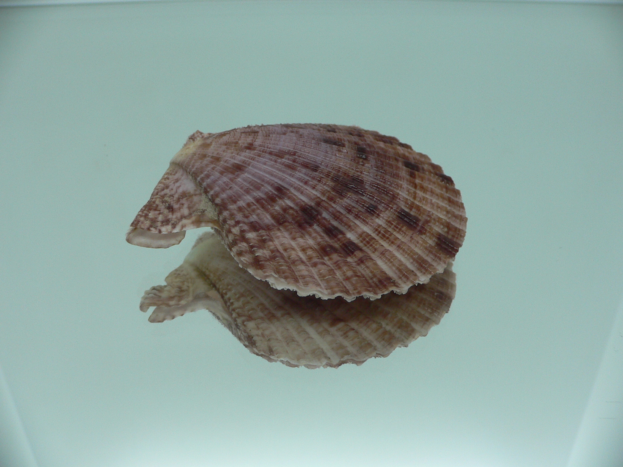 Mimachlamys crassicostata SUPER VIOLET