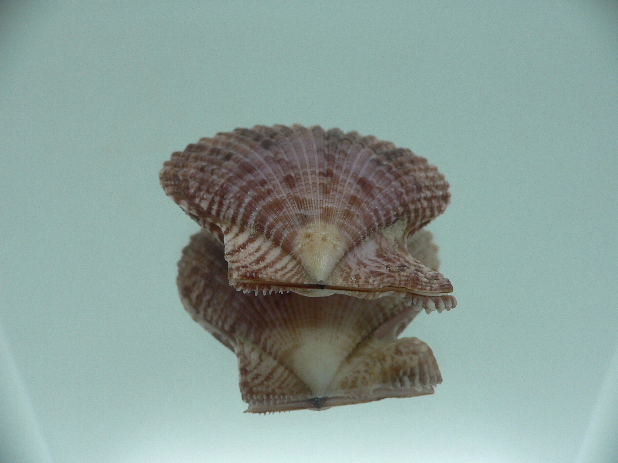 Mimachlamys crassicostata SUPER VIOLET