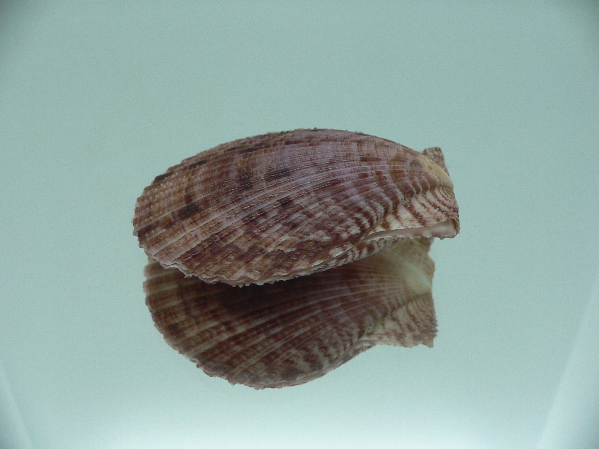 Mimachlamys crassicostata SUPER VIOLET