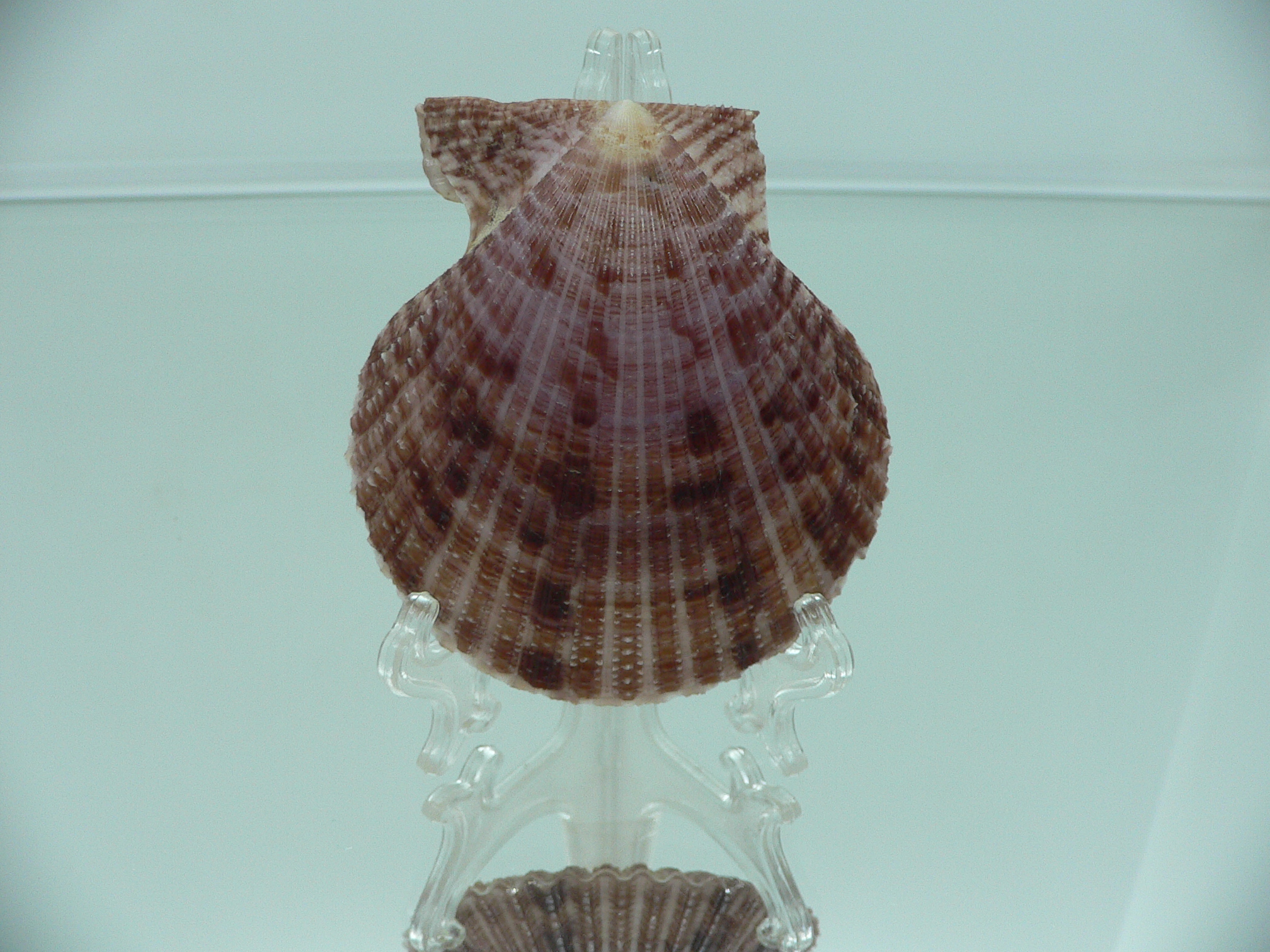 Mimachlamys crassicostata SUPER VIOLET