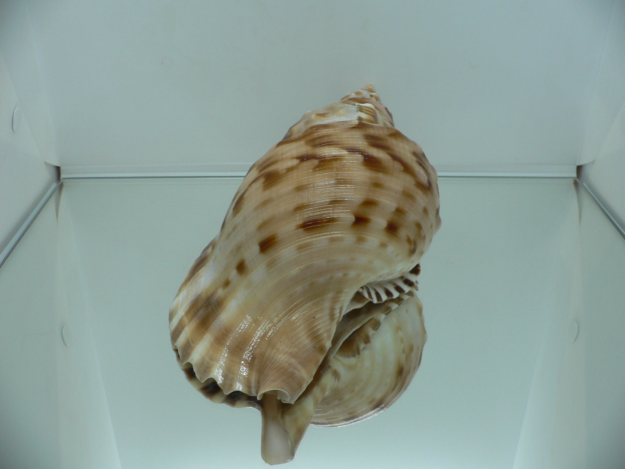 Charonia sauliae macilenta (var.) BIG САМЕЦ & MOTLEY