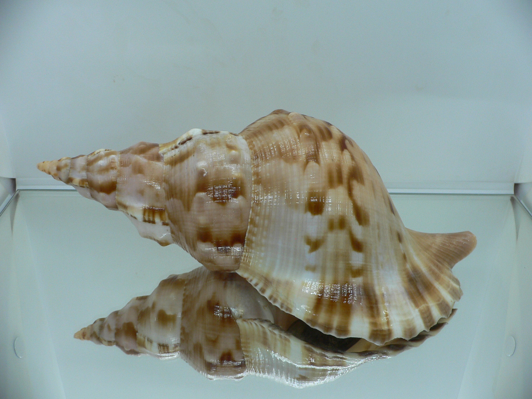 Charonia sauliae macilenta (var.) BIG САМЕЦ & MOTLEY