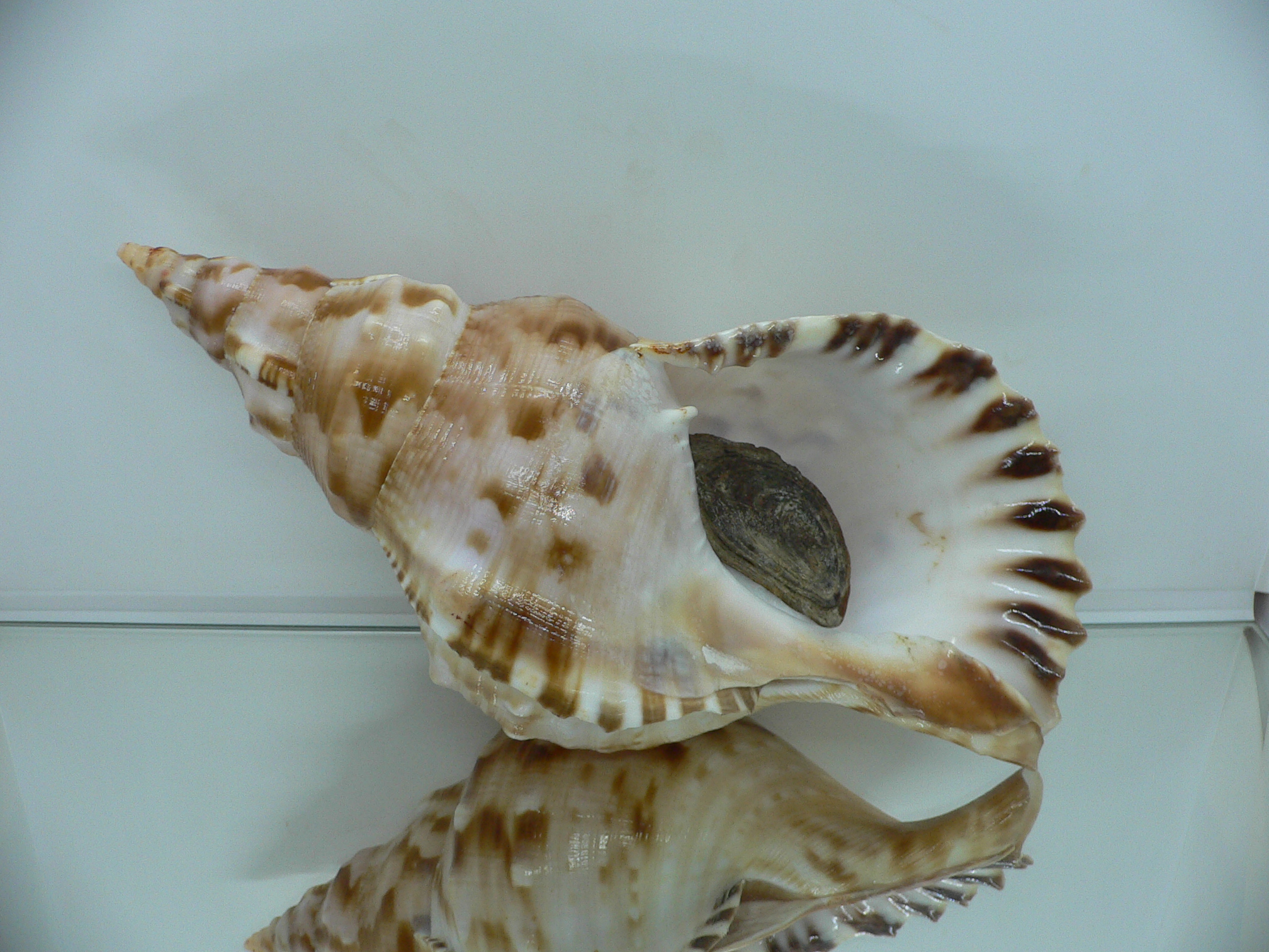 Charonia sauliae macilenta (var.) BIG САМЕЦ & MOTLEY