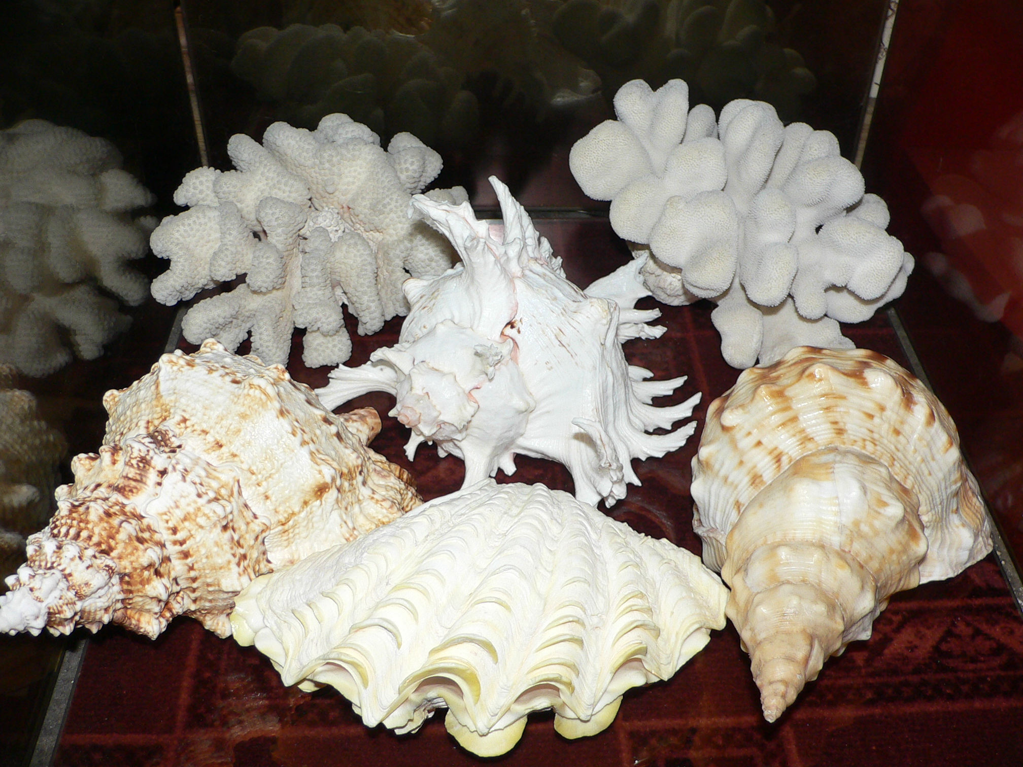 Charonia sauliae macilenta (var.) BIG САМЕЦ & MOTLEY