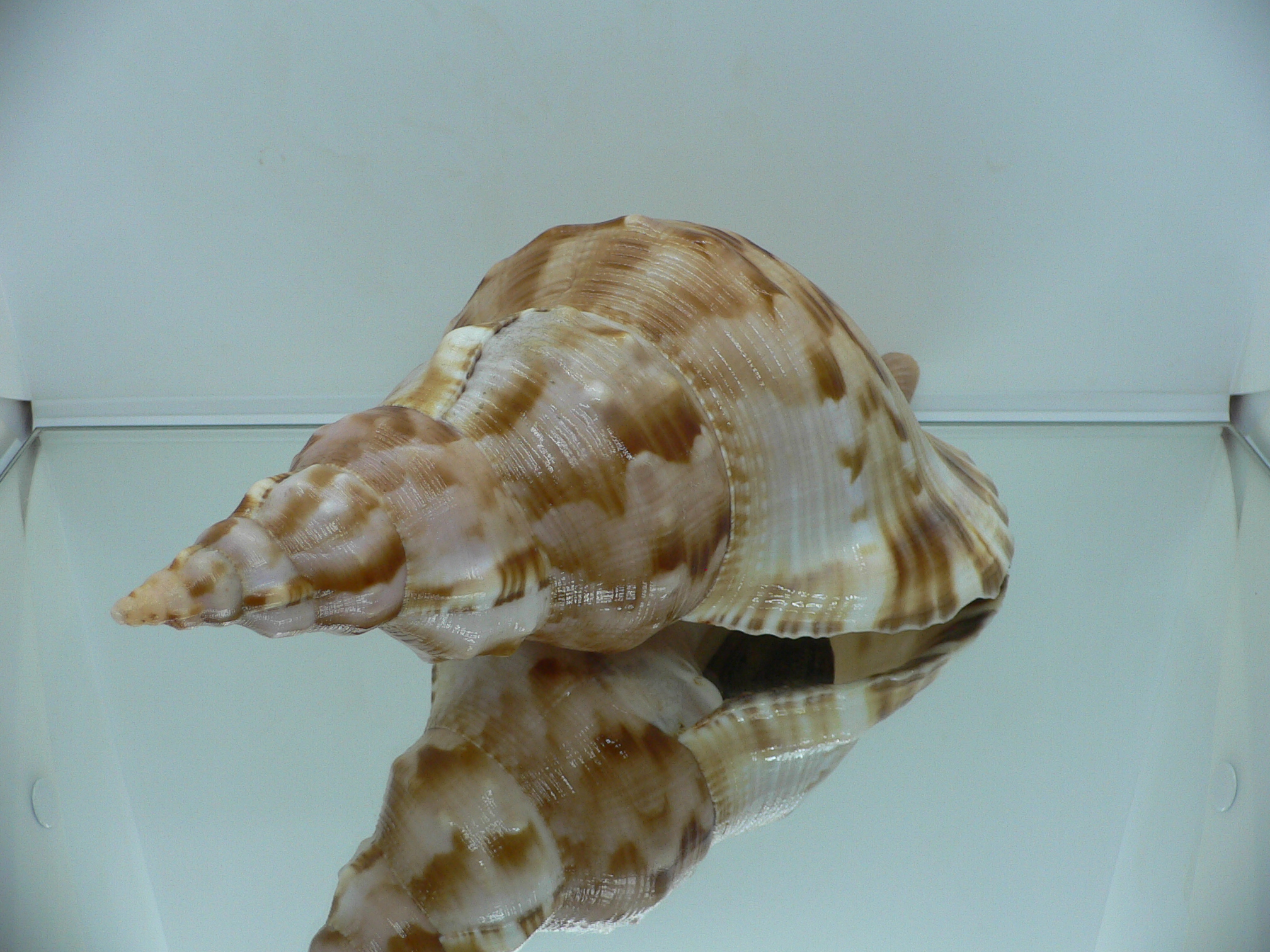 Charonia sauliae macilenta (var.) BIG САМЕЦ & MOTLEY