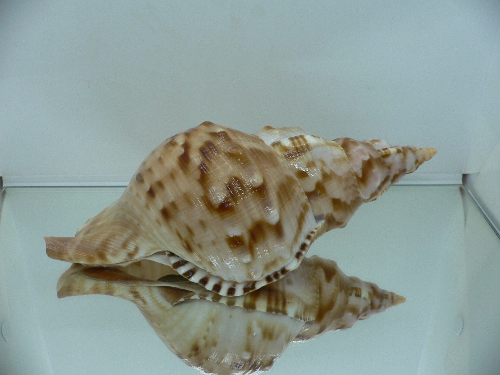 Charonia sauliae macilenta (var.) BIG САМЕЦ & MOTLEY