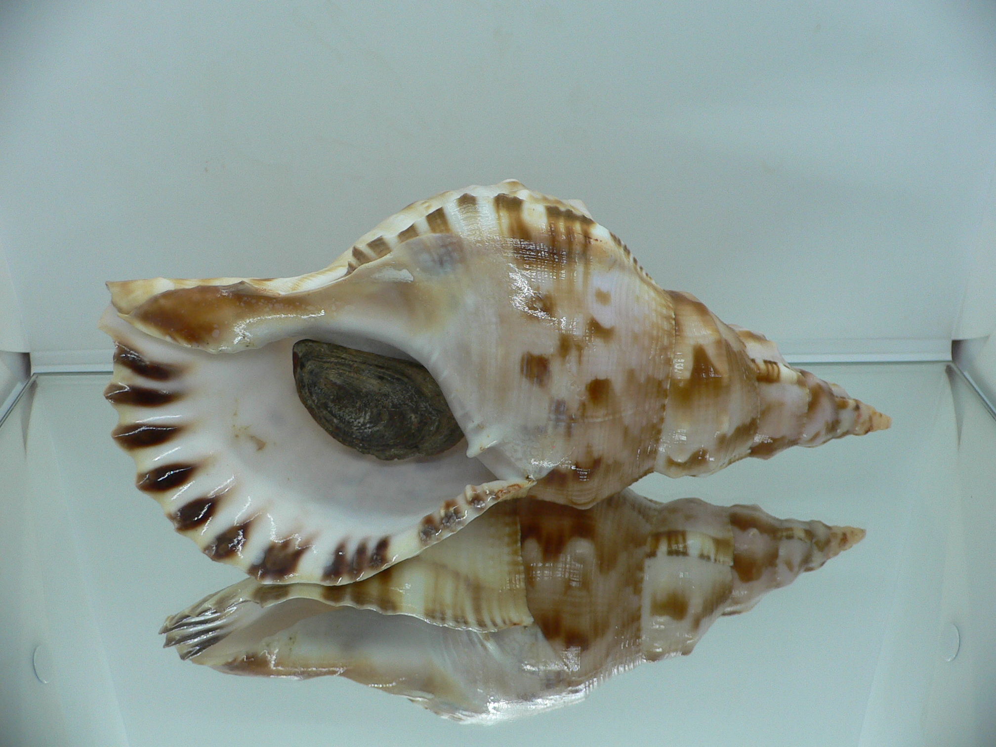 Charonia sauliae macilenta (var.) BIG САМЕЦ & MOTLEY
