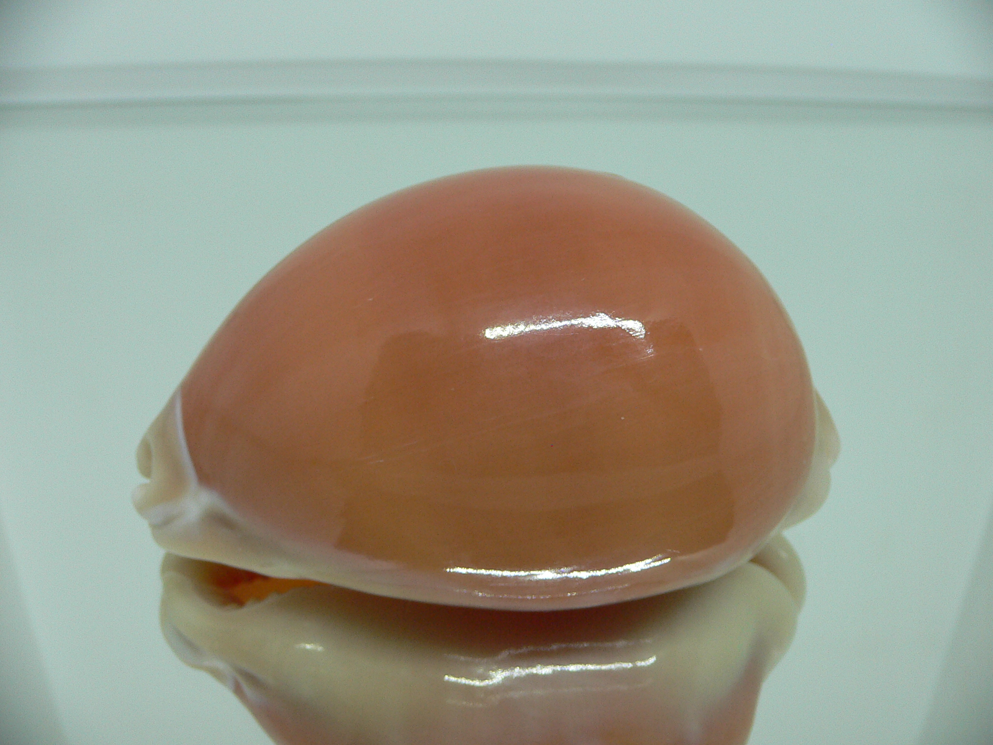 Cypraea aurantium