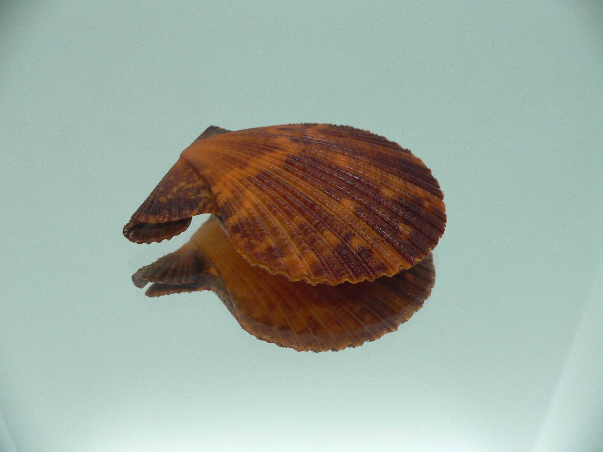 Mimachlamys crassicostata SUPER COLOR