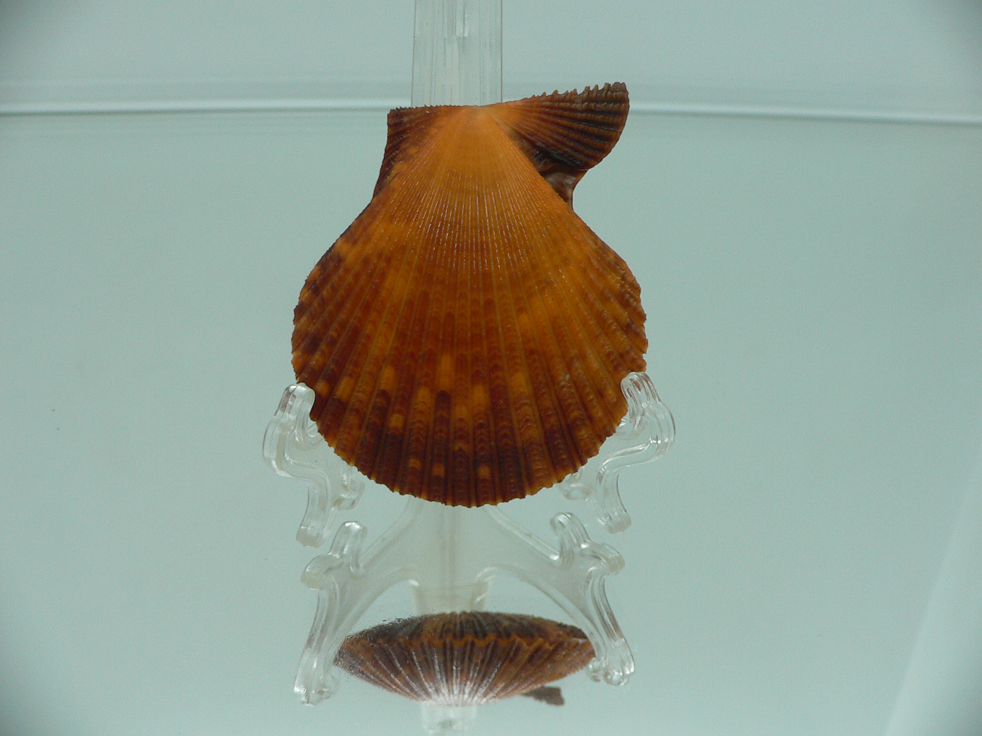 Mimachlamys crassicostata SUPER COLOR