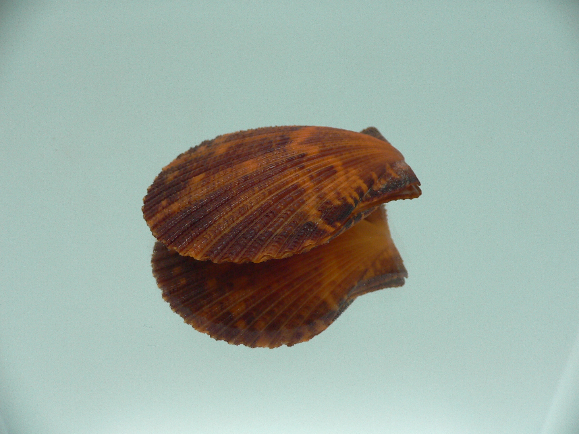 Mimachlamys crassicostata SUPER COLOR