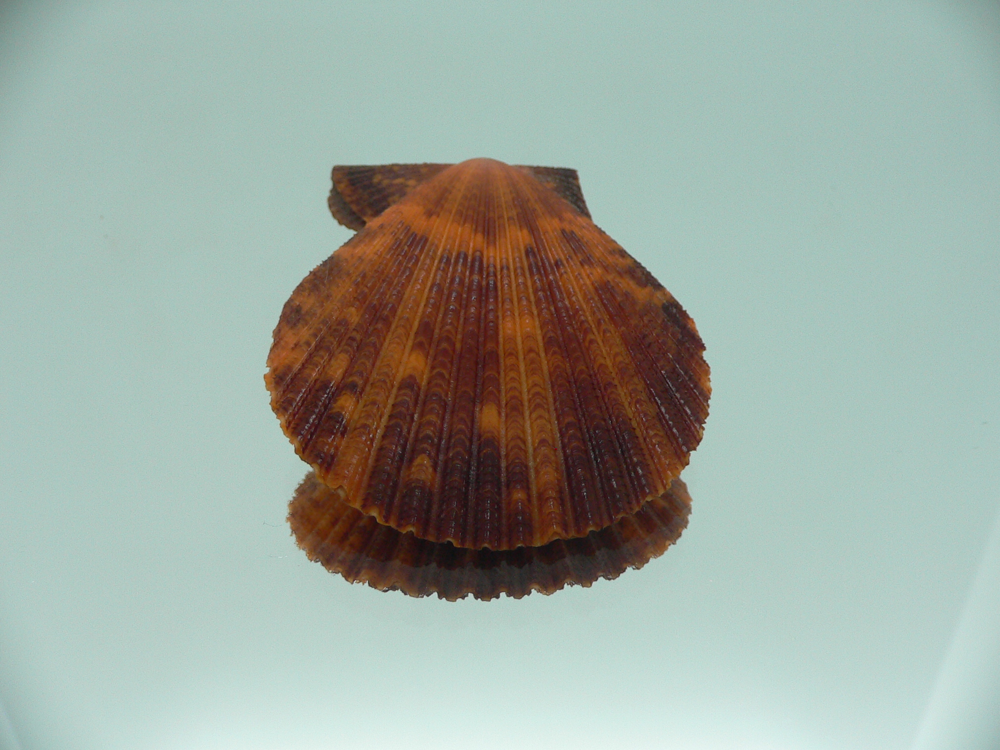 Mimachlamys crassicostata SUPER COLOR