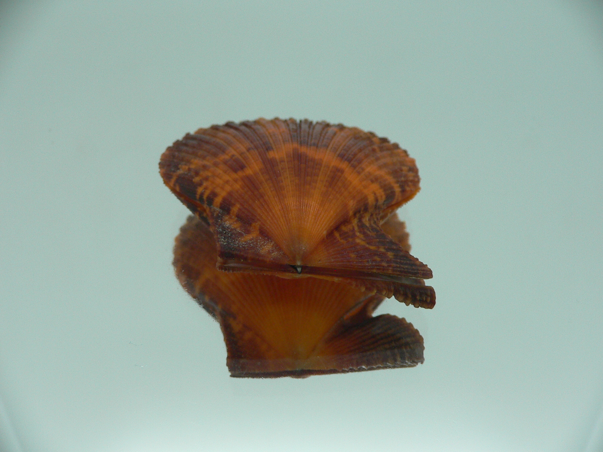 Mimachlamys crassicostata SUPER COLOR