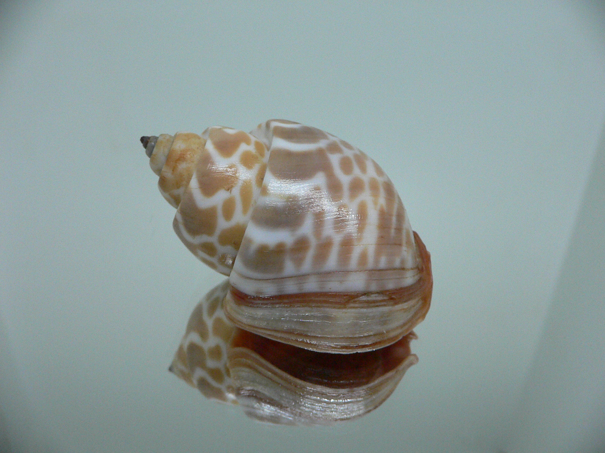 Babylonia rubroaurantiaca RED MOUTH