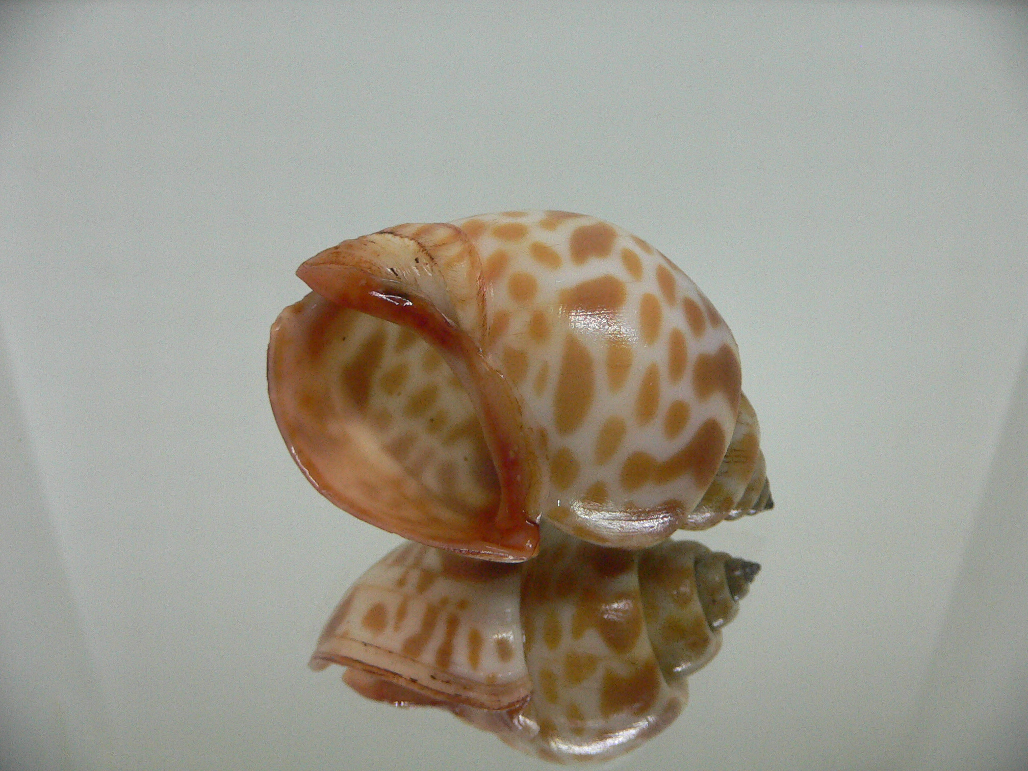 Babylonia rubroaurantiaca RED MOUTH