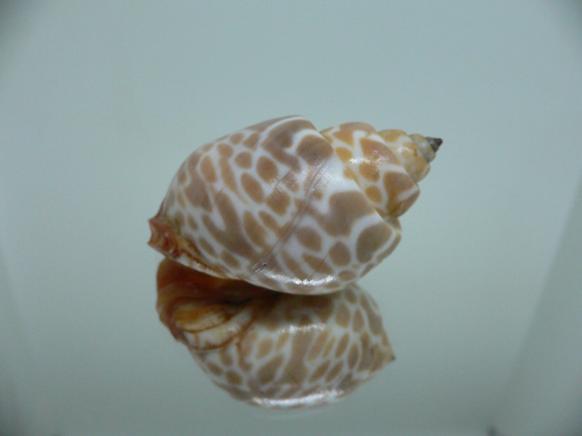 Babylonia rubroaurantiaca RED MOUTH