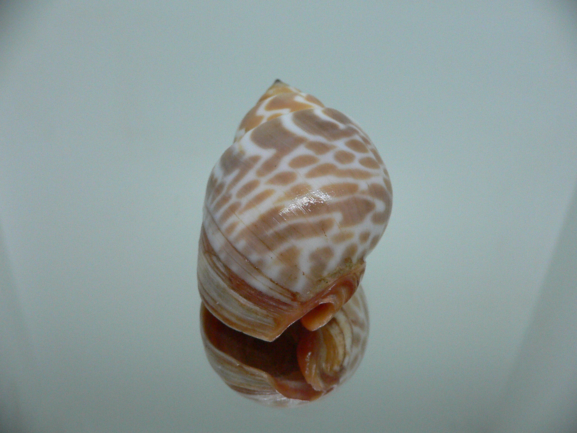 Babylonia rubroaurantiaca RED MOUTH