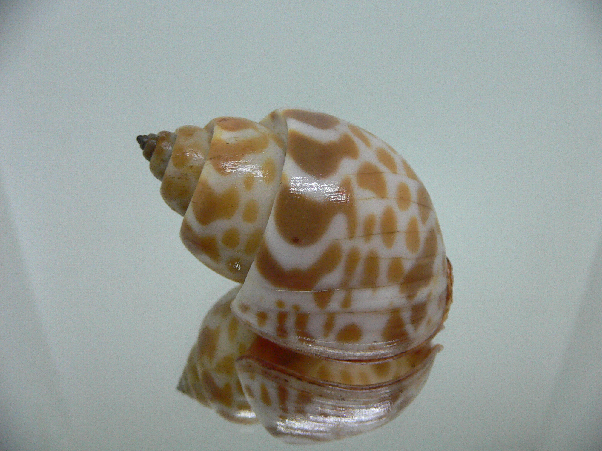Babylonia rubroaurantiaca RED MOUTH