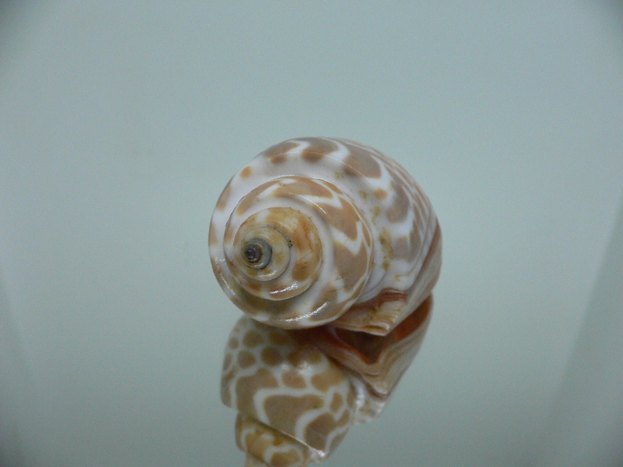 Babylonia rubroaurantiaca RED MOUTH