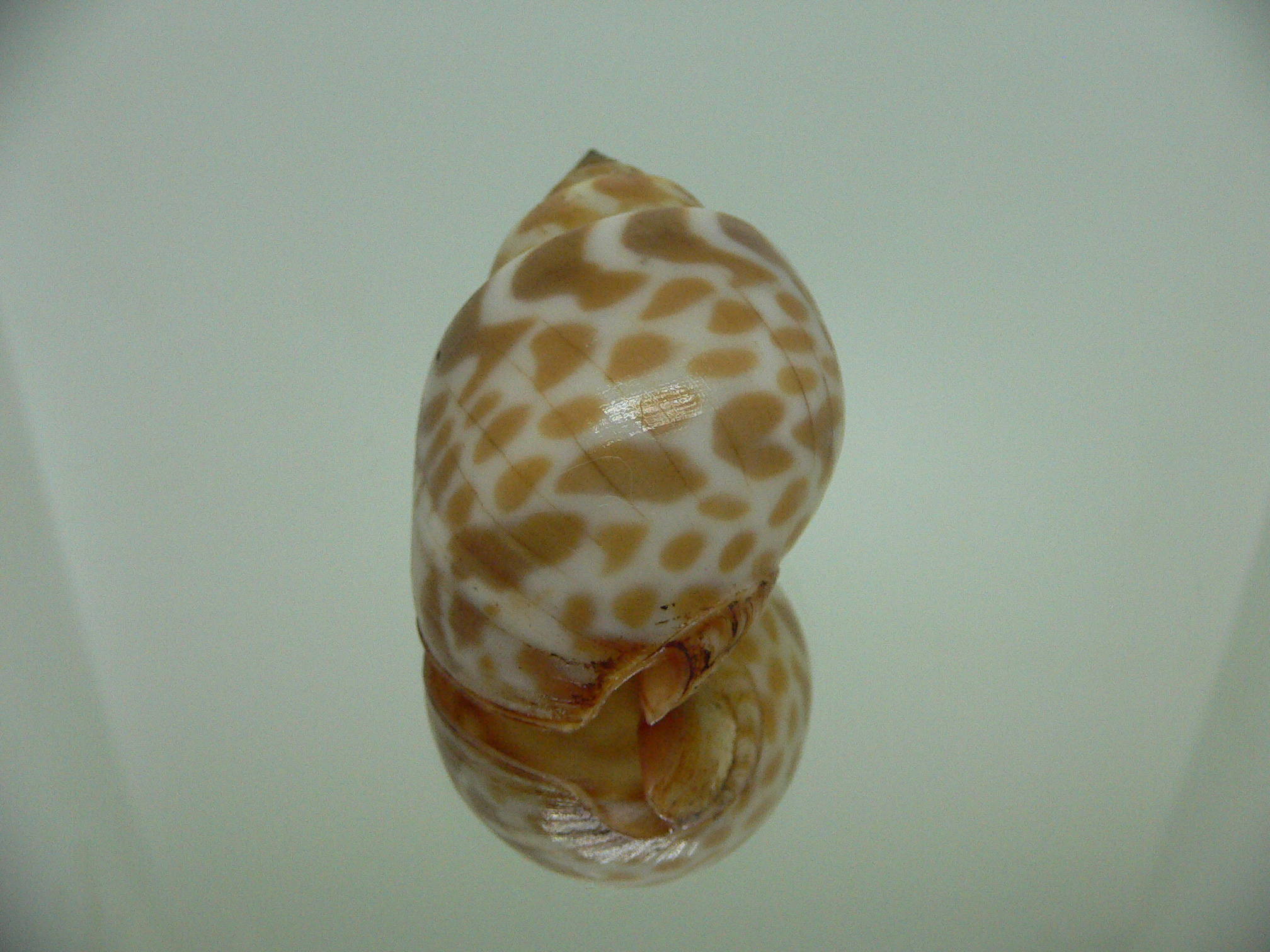 Babylonia rubroaurantiaca RED MOUTH