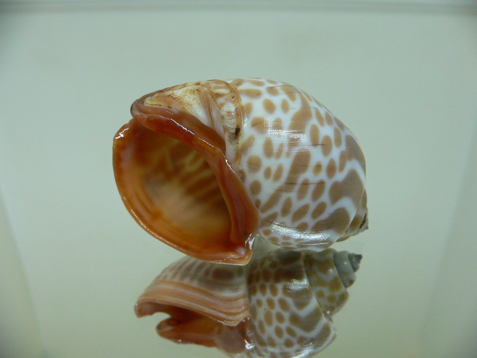 Babylonia rubroaurantiaca RED MOUTH