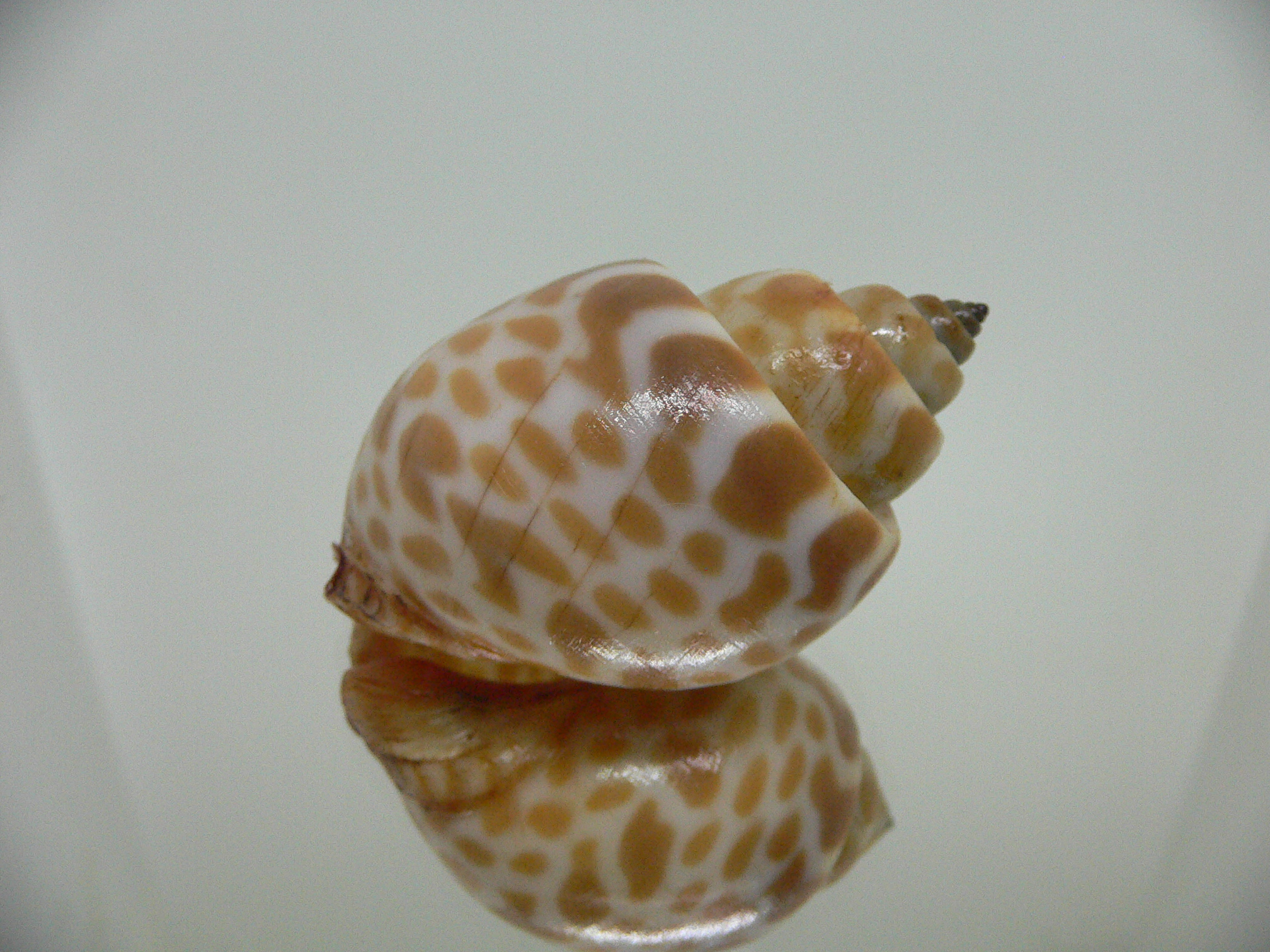 Babylonia rubroaurantiaca RED MOUTH