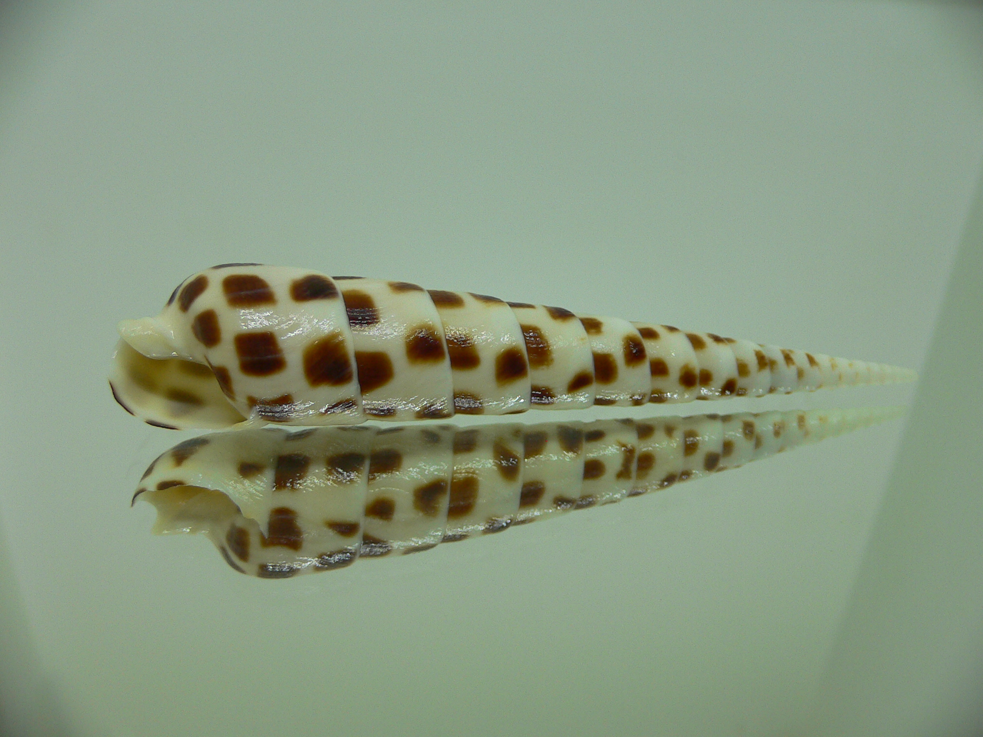 Terebra subulata